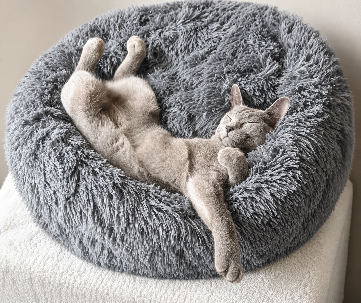 A relaxed cat resting in our quiet, cats-only clinic